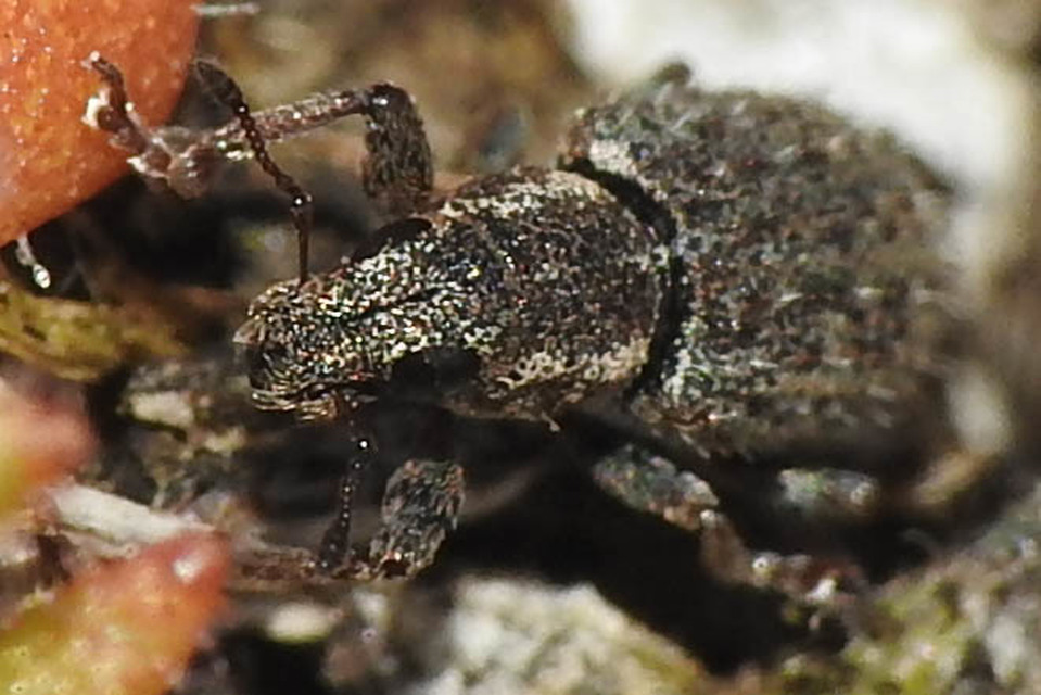 Sitona hispidulus - szőrös csipkézőbogár