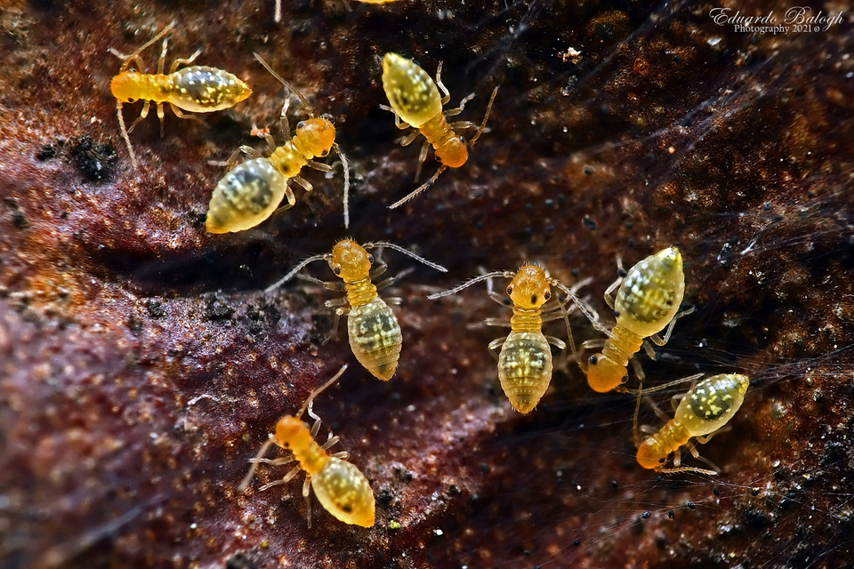 Psocoptera - Fürgetetvek