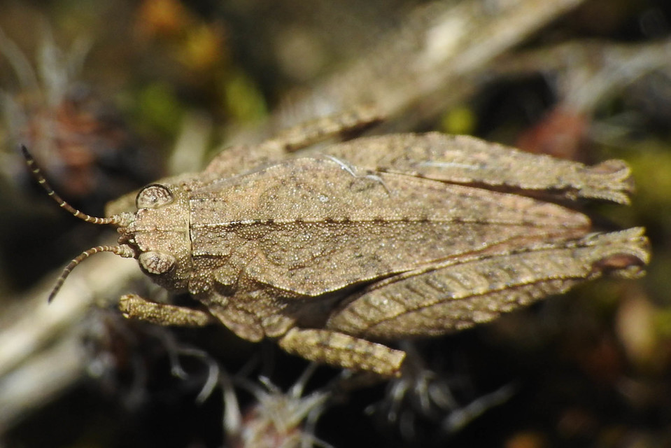 Tetrix tenuicornis - vékonycsápú tövishátúsáska