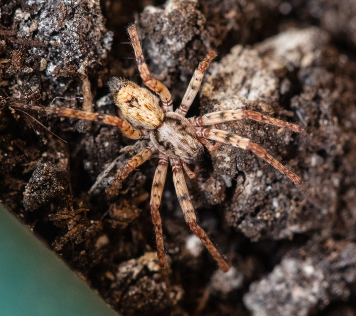 Anyphaena accentuata - jegyespók