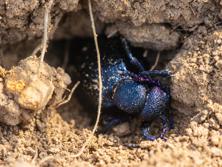 Meloe proscarabaeus - közönséges nünüke