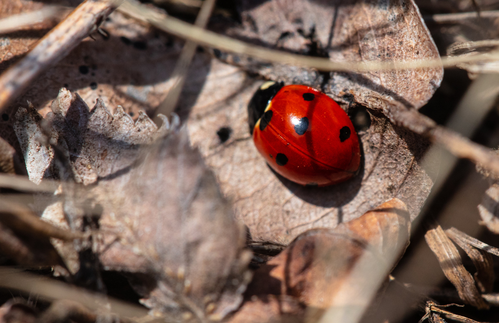Coccinella septempunctata - hétpettyes katica