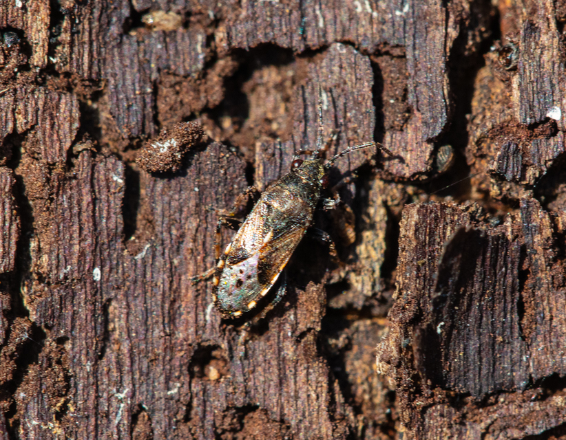 Heterogaster urticae - tarka bodobács