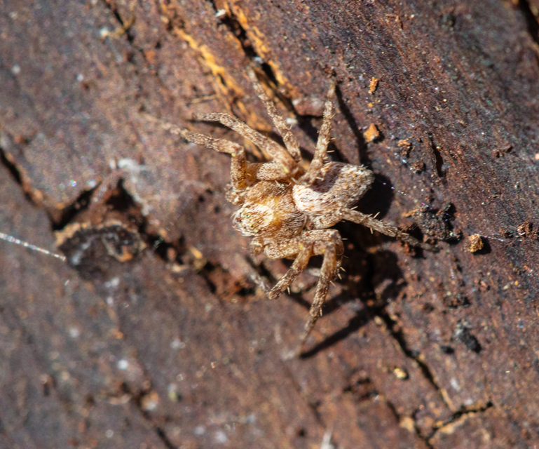 Philodromus