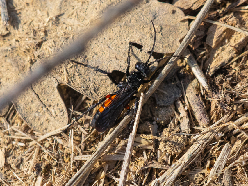 Anoplius viaticus - közönséges útonállódarázs