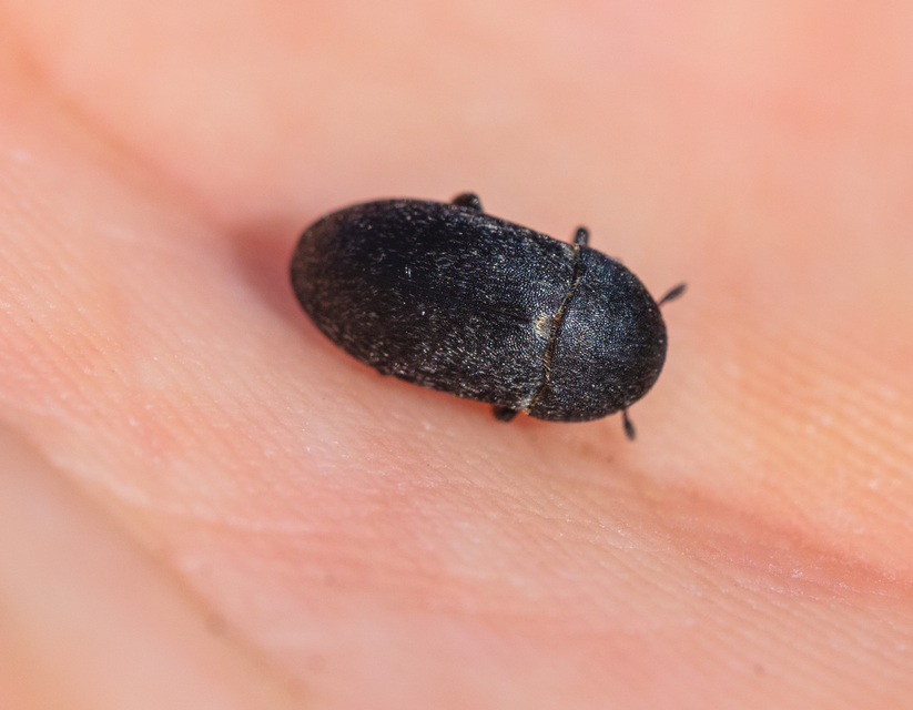 Dermestes laniarius - gyászos porva