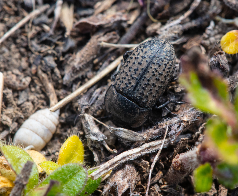 Opatrum sabulosum - sároshátú gyászbogár