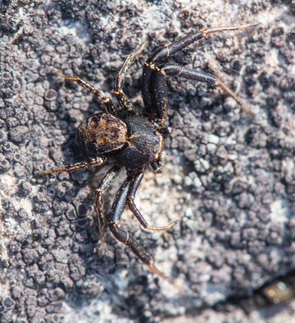 Xysticus