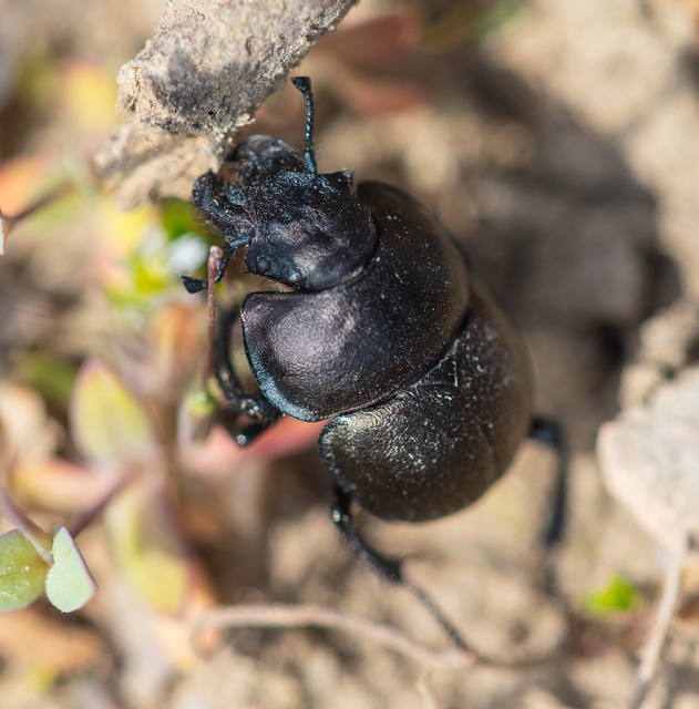 Lethrus apterus - nagyfejű csajkó