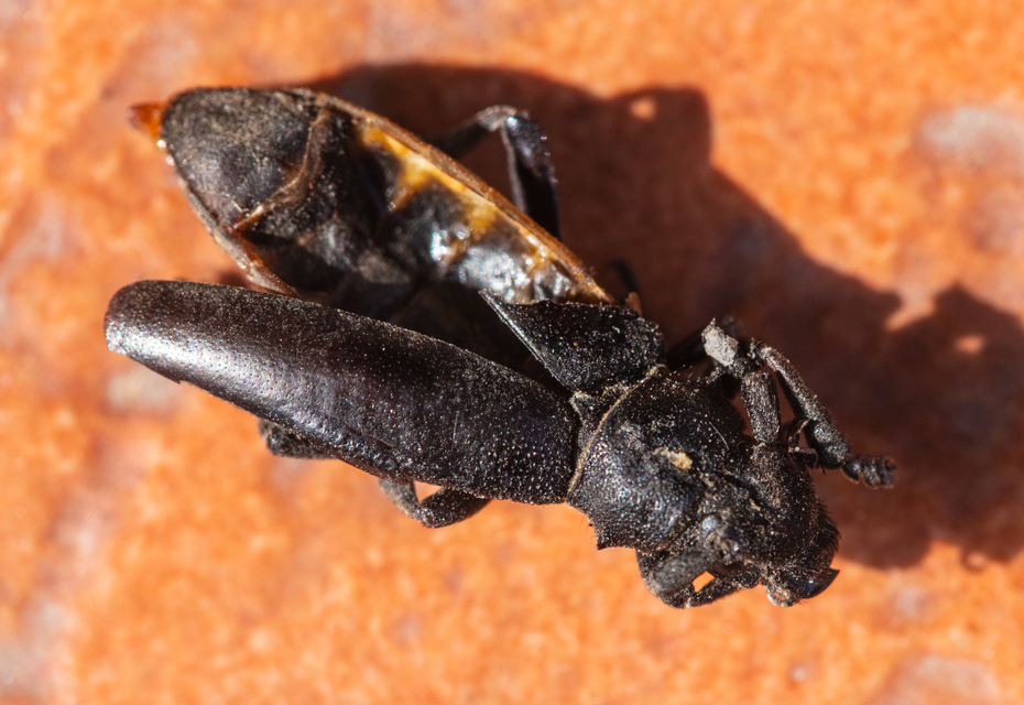 Dorcadion aethiops - fekete gyalogcincér