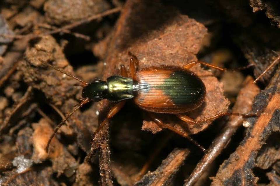 Anchomenus dorsalis - hátfoltos kisfutó