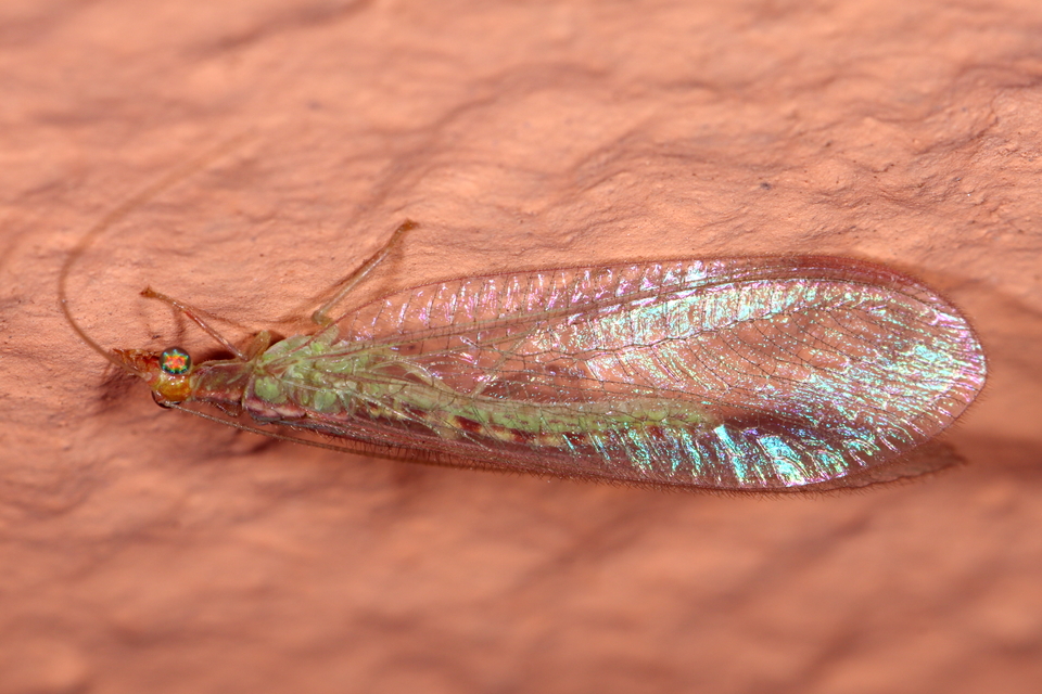 Chrysopidae - zöldfátyolkák