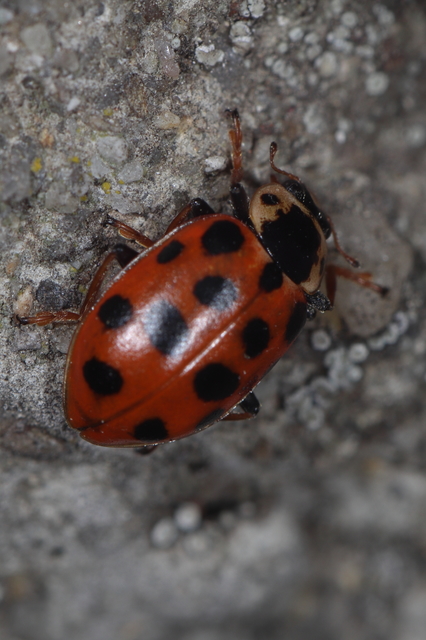 Hippodamia tredecimpunctata - mocsári katica
