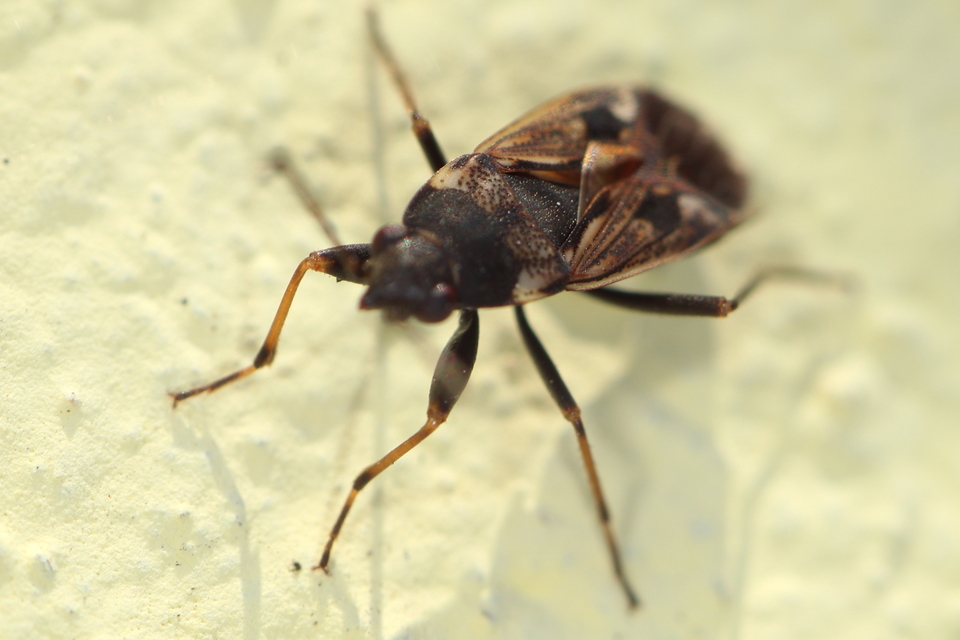 Rhyparochromus vulgaris - közönséges díszesbodobács