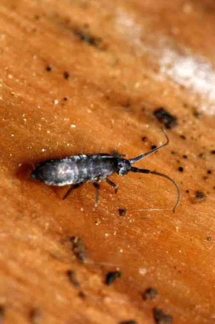 Tomoceridae