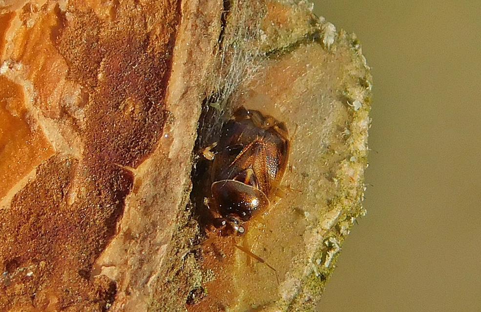 Deraeocoris lutescens - sárgás mezeipoloska