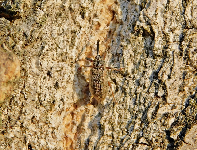 Dorytomus longimanus - kétalakú hangormányos