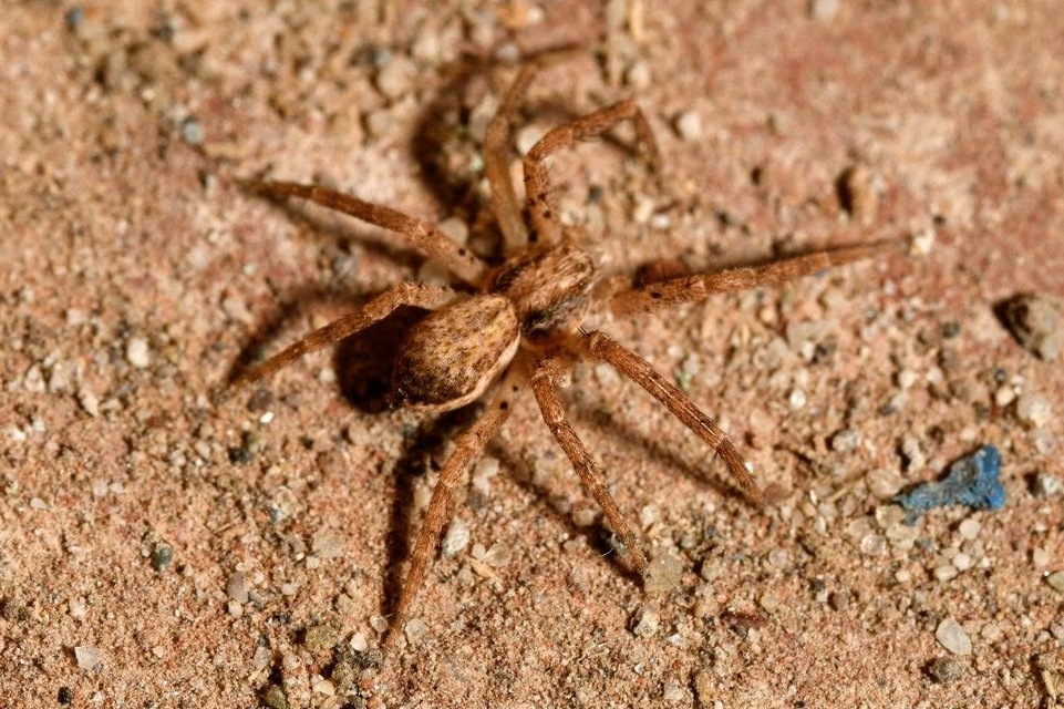 Philodromus dispar - lomb karolópók