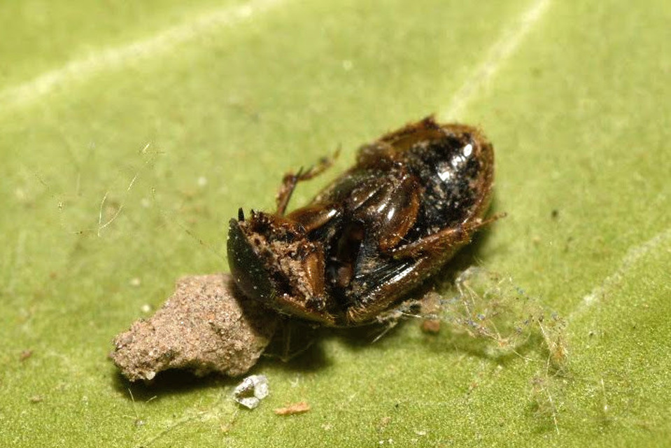 Aphodius prodromus - sárgalábú trágyabogár