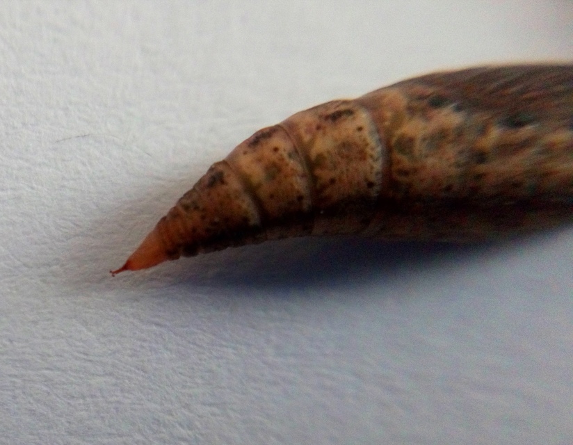 Chlorissa viridata - üdezöld araszoló