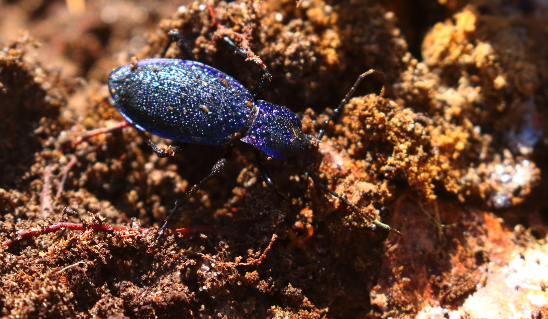 Carabus intricatus - kék laposfutrinka