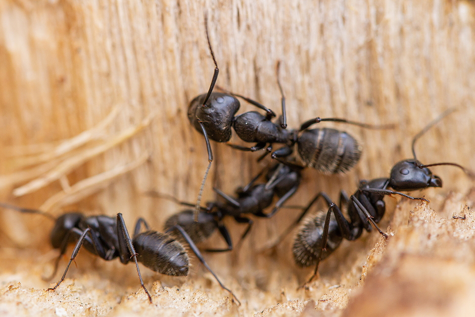 Camponotus vagus - fekete lóhangya