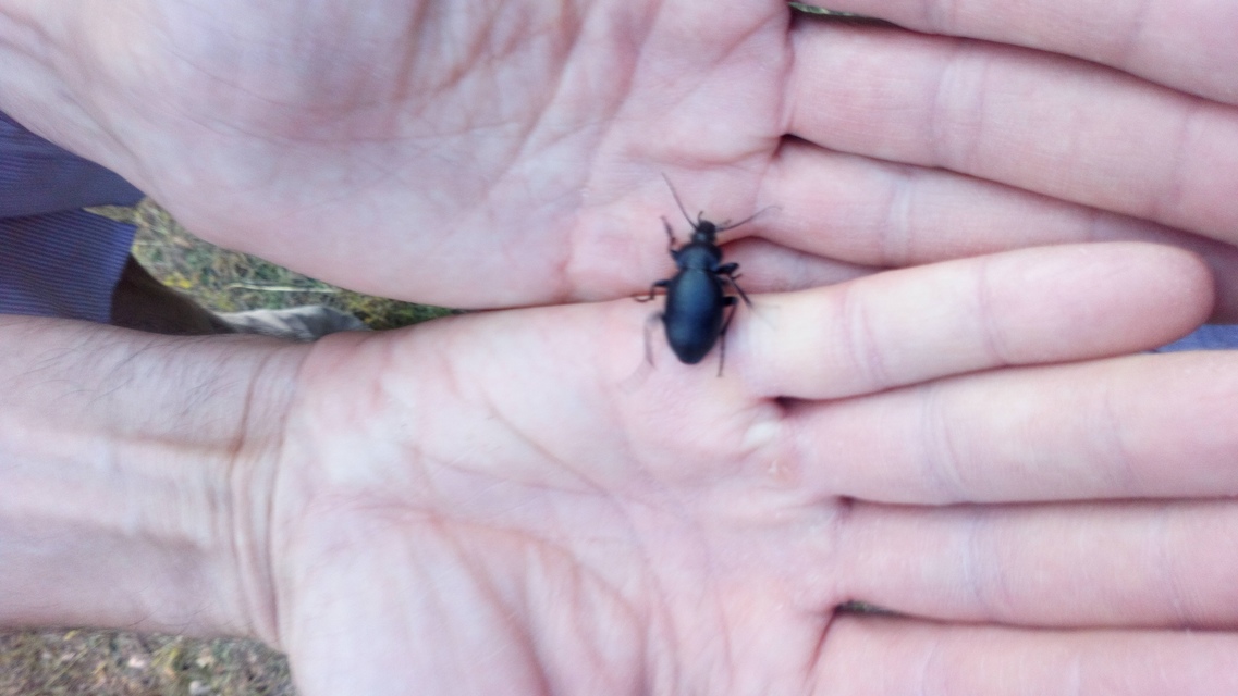 Carabus hungaricus - magyar futrinka