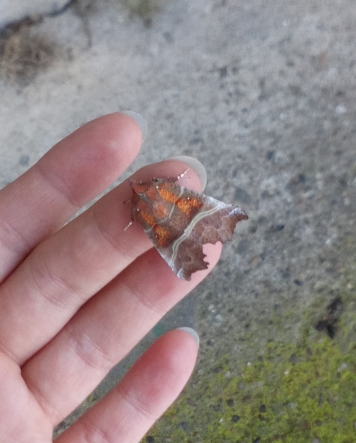 Scoliopteryx libatrix - vörös csipkésbagoly