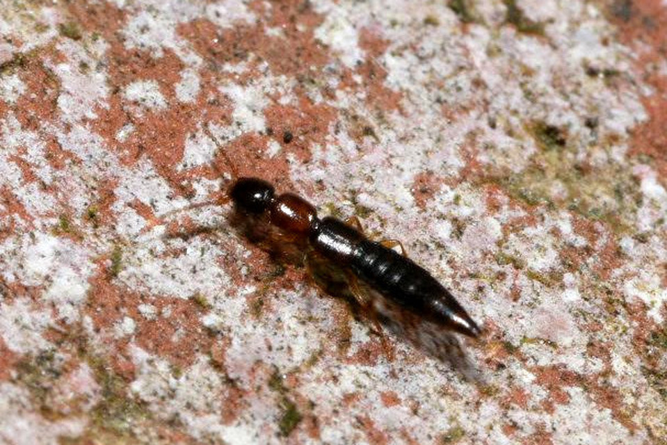 Sunius melanocephalus - feketefarú lombholyva