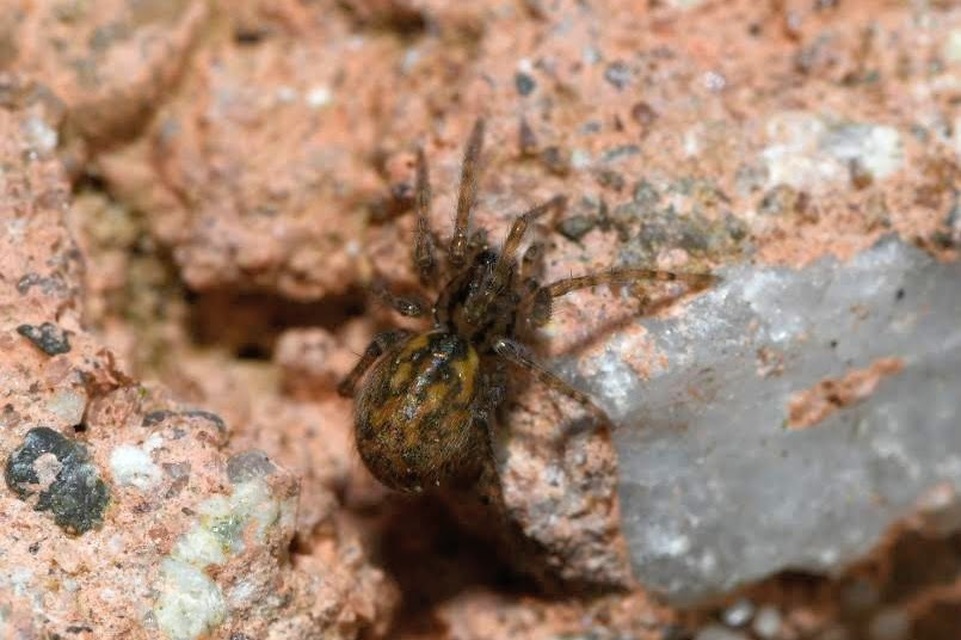 Tegenaria
