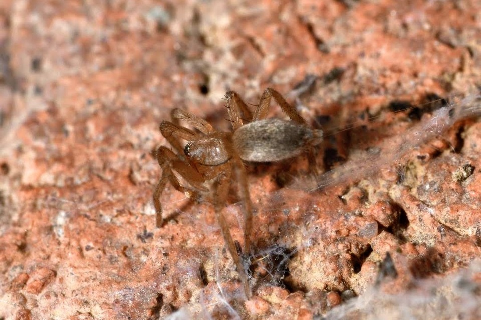 Drassodes/Drassodex
