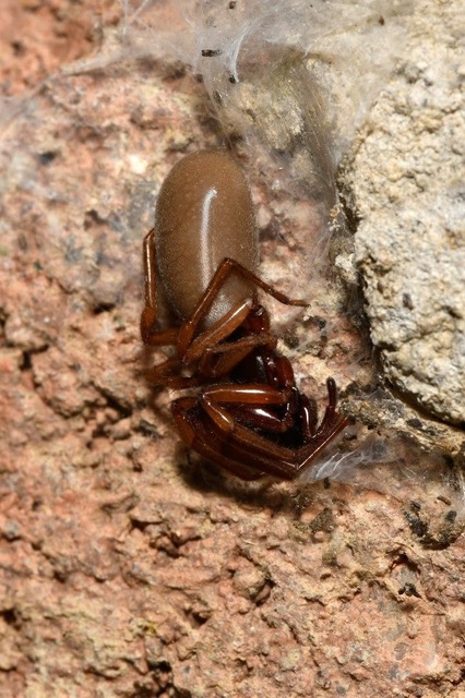 Dysderidae - fojtópókok