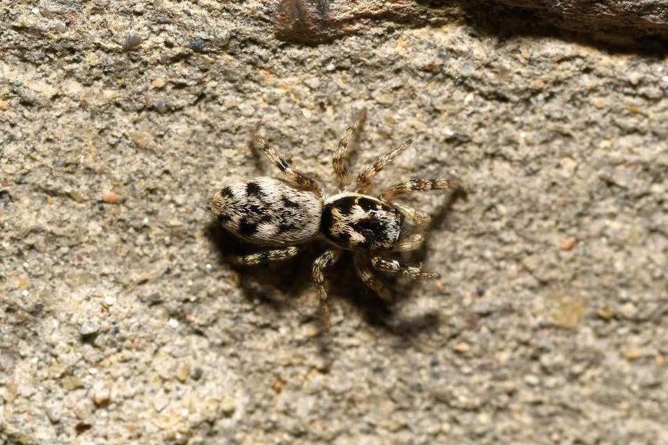 Salticus