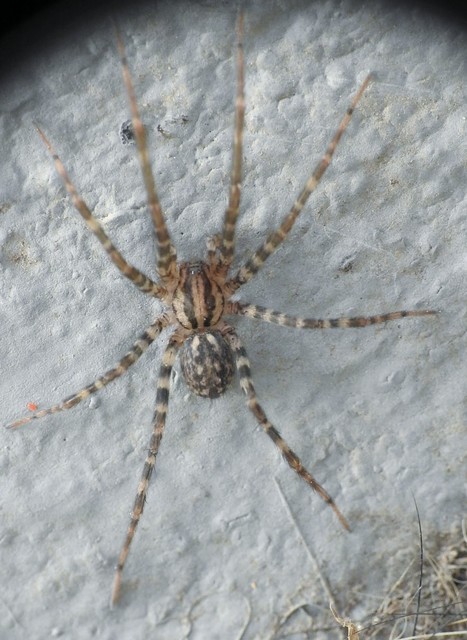 Tegenaria