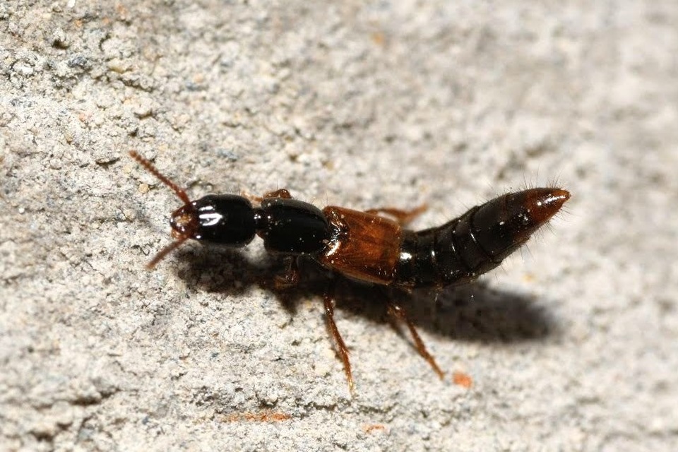 Gauropterus fulgidus - fényes rovátkásholyva