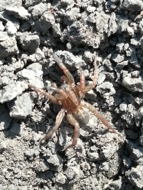 Trochosa