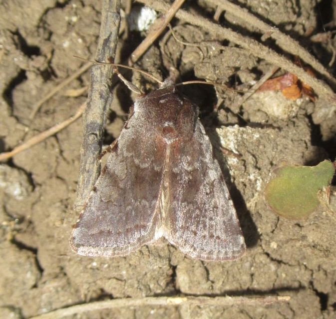 Cerastis rubricosa - vörhenyes tavaszibagoly