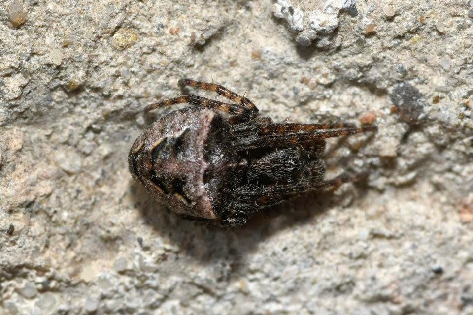 Gibbaranea bituberculata - kétcsúcsú keresztespók