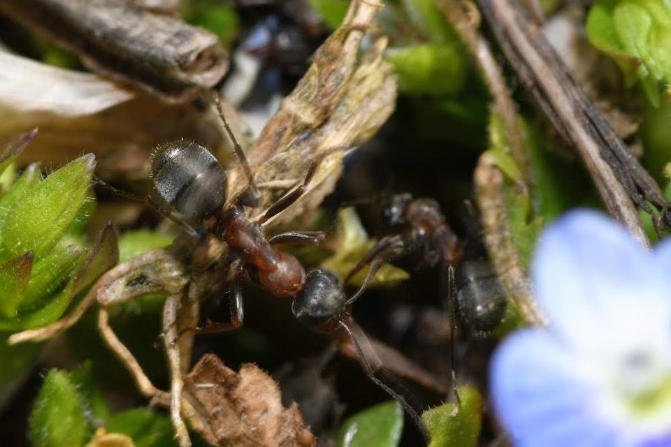 Formica cunicularia - gyakori rabszolgahangya