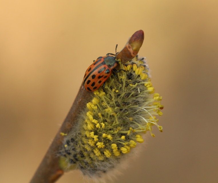 Chrysomela vigintipunctata - húszfoltos fűzlevelész Chrysomela vigintipunctata - húszfoltos fűzlevelész