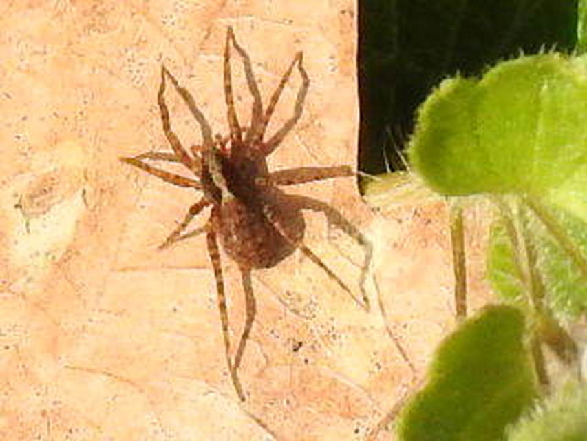 Pardosa alacris/lugubris