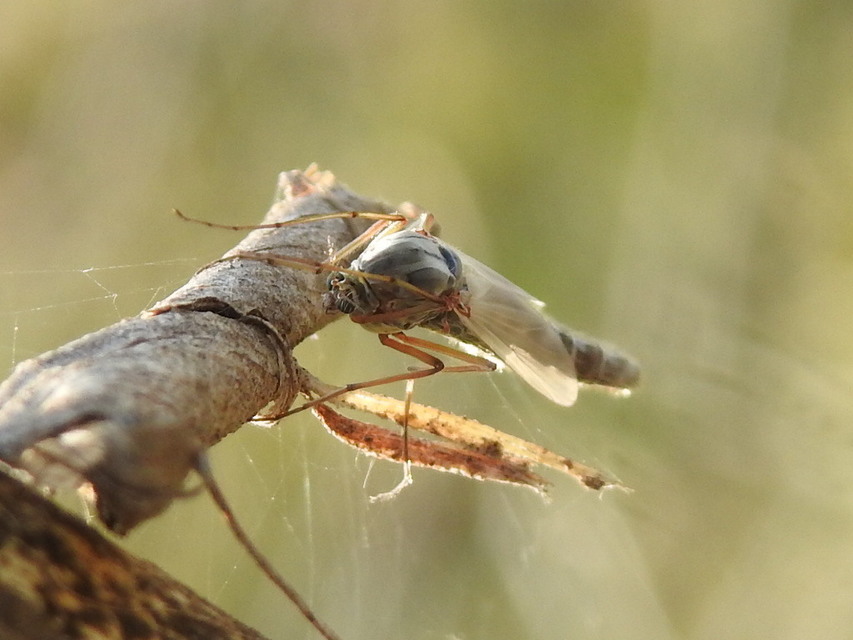 Chironominae