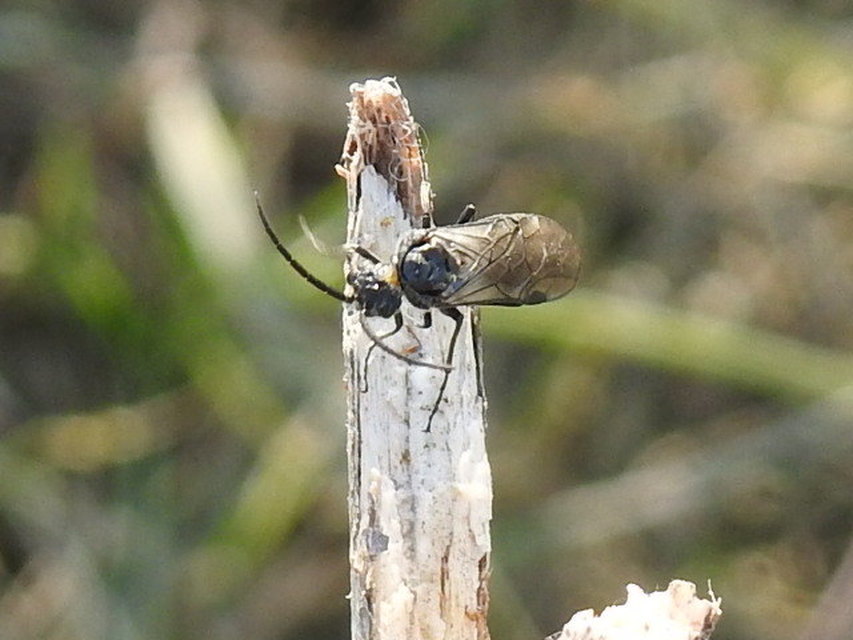 Tenthredinidae - valódi levéldarazsak
