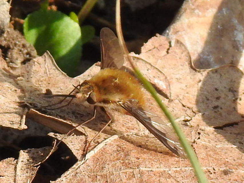 Bombylius major - szegélyes pöszörlégy
