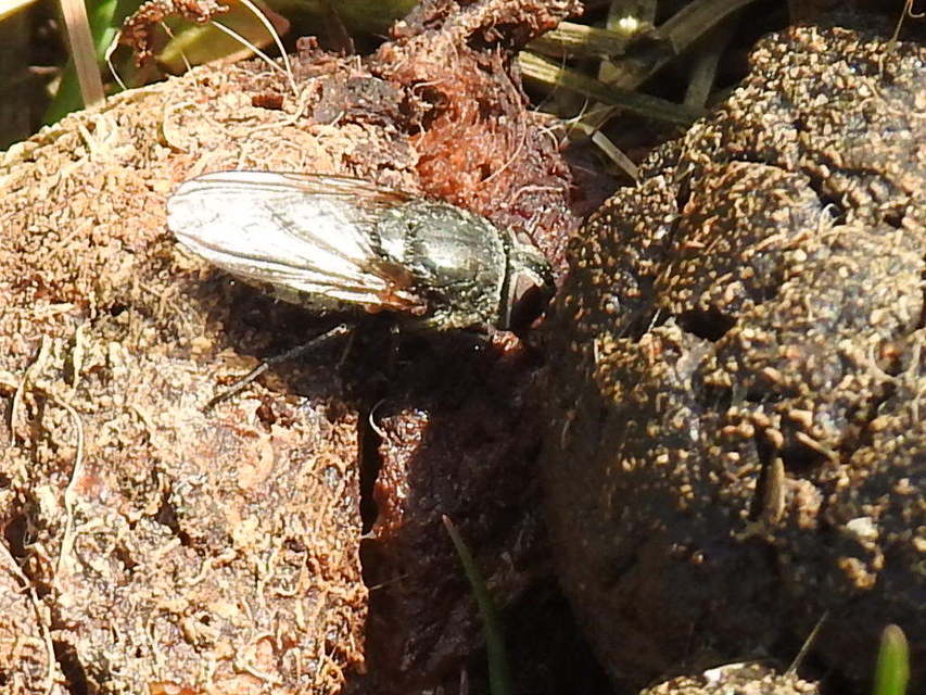 Pollenia