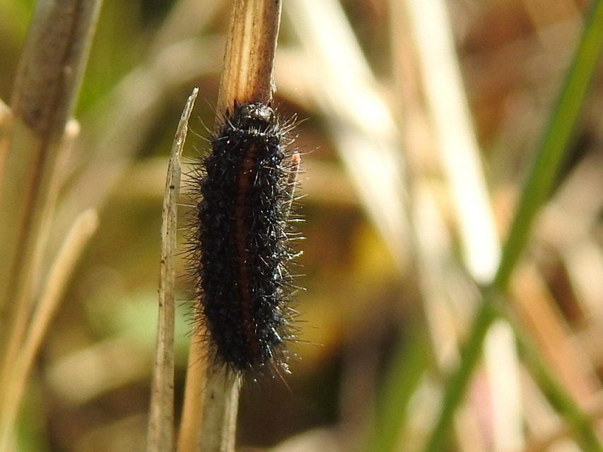 Spiris striata - csíkos molyszövő
