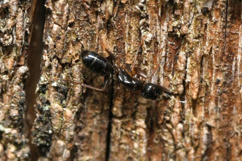 Camponotus fallax - ligeti lóhangya