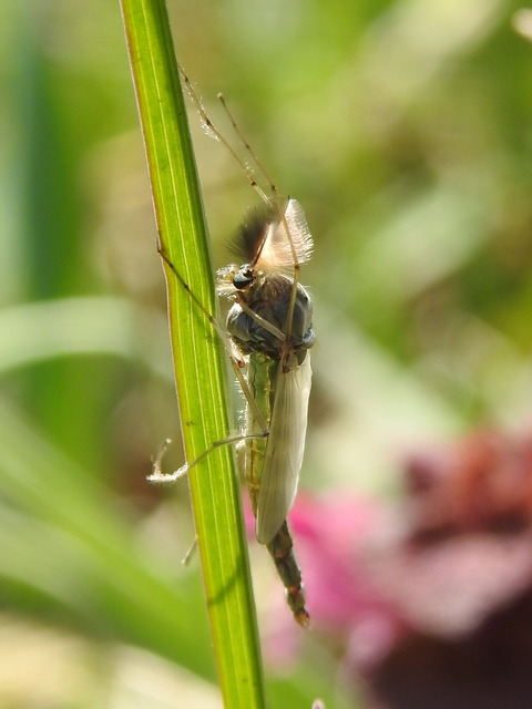 Chironominae