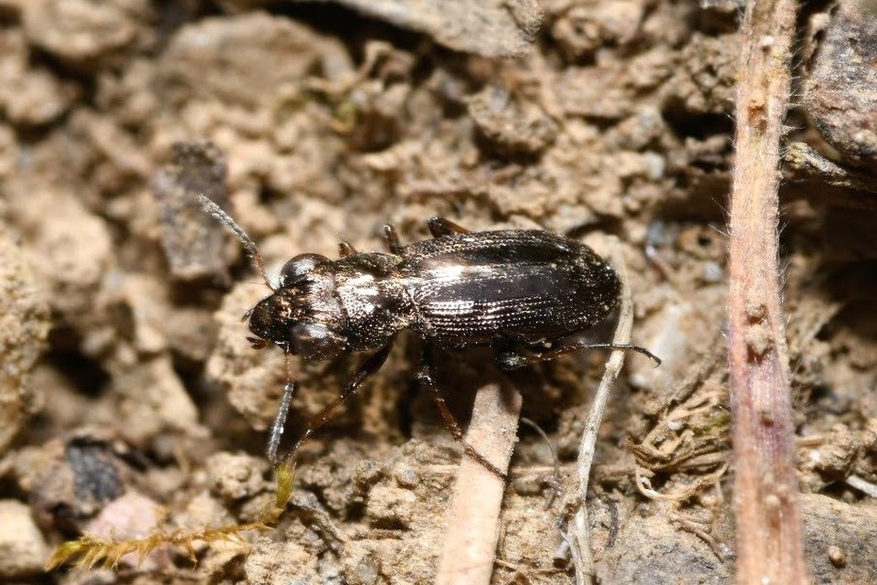 Notiophilus rufipes - vöröslábú szemesfutó