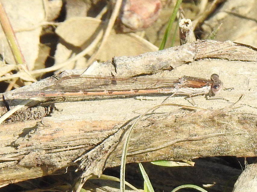 Sympecma fusca - téli rablószitakötő